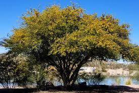 Image result for Acacia