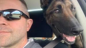 Our beautiful AMBR puppy Sunflower. It's hard to believe she was in a  shelter. We are so grateful we were able to adopt her. She is so sweet!