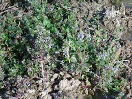 Image result for Veronica abyssinica