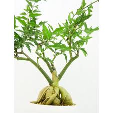 Image result for Adenia repanda