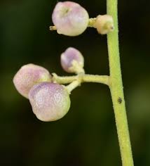 Image result for Clausena anisata