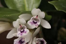 Image result for Oeceoclades