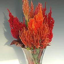 Pin On Garden Cut Flowers