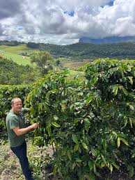 Image result for Coffea racemosa
