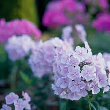 Jun 06, 2021 · summer camp concerns + shake shack + feeding tampa bay. Low Maintenance Perennials For The South Better Homes Gardens
