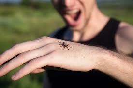 Image result for Spider Bite