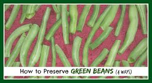 Sep 15, 2020 · while fresh green beans are recommended to be consumed within 3 to 5 days when stored in the refrigerator, frozen green beans can last up to 8 months, according to foodsafety.gov — which allows. How To Preserve Green Beans 4 Ways