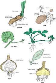 Specialized Stems Flowering Plants Biology Plants Horticulture Education Plant Structure