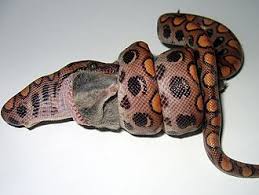 Cette parure en perles akoya du japon, or jaune et diamants illumine sous tous ses aspects. Serpent Constricteur Wikipedia