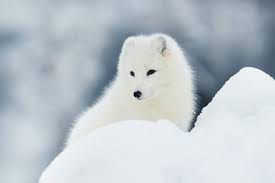 北極 狐