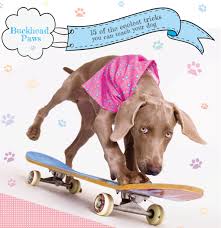 The process of teaching your dog to shake your hand can also be a fun way to bond with your pooch, start your dog training and will be sure to impress your friends and. 15 Of The Coolest Things You Can Teach Your Dog Buckhead Paws