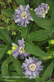 Passion Flower Vine Flowering Vines Passion Flower Edible Landscaping