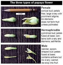 How can you tell the gender of a tree? Papaya Flowers If A Female Papaya Plant Is Pollinated By A Male The Seeds Produced In The Fruit Will Be 50 Percent Mal Papaya Plant Papaya Flower Papaya Tree