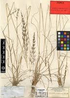 Image result for Sporobolus sanguineus