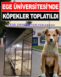 İzmir'de bulunan Ege Üniversitesi kampüsünde yaşayan ve öğrenciler ile Ege Üniversitesi Hayvan Hakları Topluluğu tarafından bakımları üstlenilen 200'e yakın köpek, gece yarısı toplatıldı. ÖĞRENCİLER