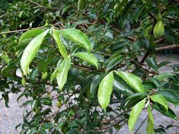 Not all trees in the forest can produce agarwood; Aquilaria Sinensis Wikipedia