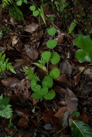 Image result for Stephania cyanantha