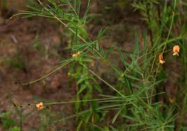 Image result for Tephrosia linearis