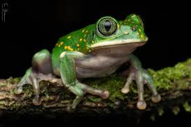 Image result for Floscopa africana