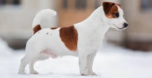 Cachorro Mini Conheca O Jack Russell Terrier Um Cao Super Energico