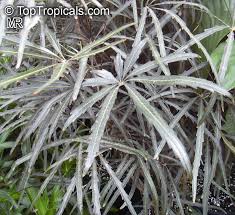 Image result for Plerandra