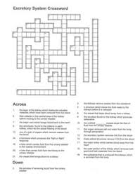 Excretory Urinary System Crossword Puzzle Respiratory System Sports Crossword Crossword