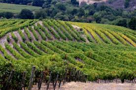 Talca, región del maule, chile. Maule Valley And Talca Chile