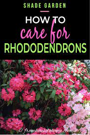 Rhododendron Care How To Grow Beautiful Rhododendrons And Azaleas Gardening From House To Home Rhododendron Care Shade Loving Shrubs Plants Under Trees
