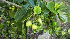 Image result for Cordia subcordata
