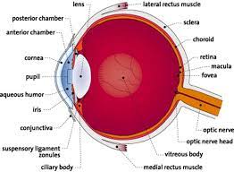 Human Eye Anatomy Parts Of The Eye Explained Eye Anatomy Anatomy Parts Of The Eye