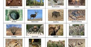 Desert Animals The Files Of Mrs E Desert Animals And Plants Desert Animals Desert Biome