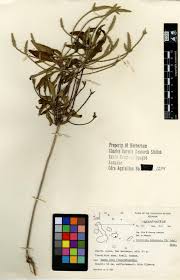 Image result for Elytraria