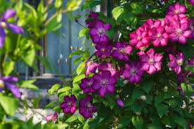 Clematis of the month for april 1999. Clematis Experten Tipps Zum Pflanzen Pflegen Plantura