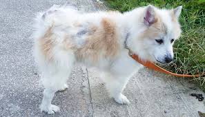 A particularly malignant form of cancer, carcinoma is characterized by its ability to spread quickly throughout the body. Common Thyroid Problems In Dogs And What To Do About Them