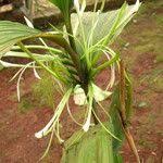 Image result for Corymborkis corymbis