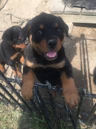 Looking for puppies for sale in texas? Ilmu Pengetahuan 9 Dog Breeds Rottweiler Puppies Price