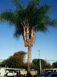 Image result for Syagrus romanzoffiana