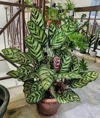 Pin On Best Indoor Plants