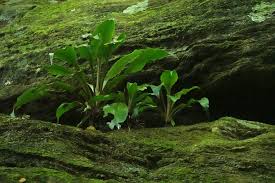 Image result for Peperomia fernandopoiana