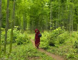 Emerald Forest Myanmar Lisa Kristine Forest Myanmar Photo