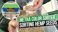 METRA Color sorter - sorting hemp seeds