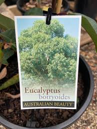 Image result for Eucalyptus botryoides