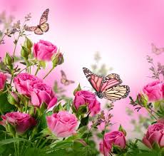 Roses Flowers Pink Butterflies Blossom Beautiful Flower Rose Butterfly Flower Backgrounds Floral Background Flowers