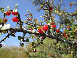 Image result for Rhamnus staddo