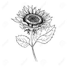 Maybe you would like to learn more about one of these? Sunflower Hand Drawn Vector Illustration Floral Ink Pen Sketch Black And White Clipart Realistic Wildflower Freehand Drawing Isolated Monochrome Floral Design Element Sketched Outline Royalty Free Cliparts Vectors And Stock Illustration Image