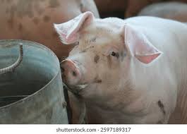 Risultati immagini per porco