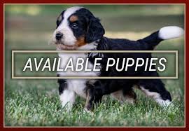 Find the perfect puppy for sale in illinois at puppyfind.com. Mini Bernedoodle Goldendoodle Breeder Central Illinois Doodles Chicago