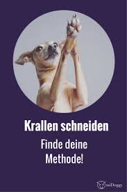krallen schneiden beim hund finde deine methode midoggy community hunde gesunde hunde hundegesundheit