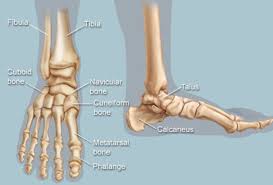This article discusses bone marrow in great detail, including what happens if the bone marrow does not function. Feet Human Anatomy Bones Tendons Ligaments And More