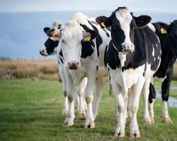 Image of Cows in the United States